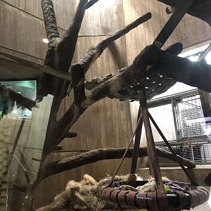 Great ape house, indoor enclosures