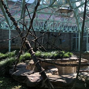 Allen’s swamp monkey exhibit (temporarily closed)