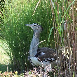 Kori Bustard