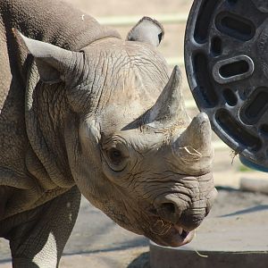 Black Rhino