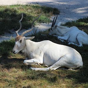 Addax
