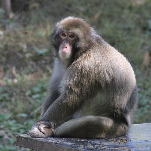 Japanese Macaque