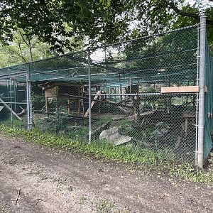 Canada Lynx Exhibit #1
