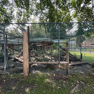 Canada Lynx Exhibit #2