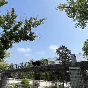 Red Panda Exhibit