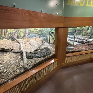 Burmese Python Exhibit