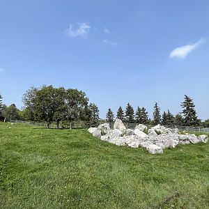 Bighorn Sheep Exhibit