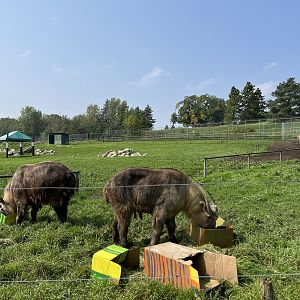 Sichuan Takin Exhibit