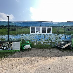 Northern Leopard Frog Building