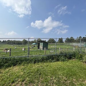 Sichuan Takin Exhibit