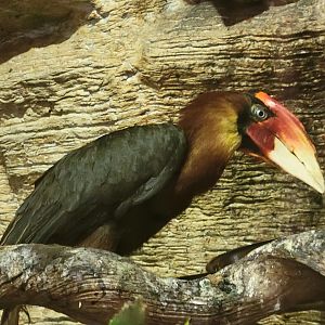 Philippine Hornbill(Buceros hydrocorax)