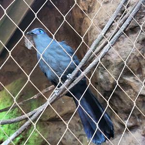 Blue Coua(Coua caerulea)