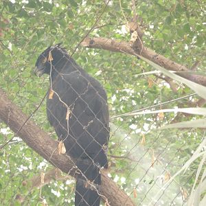 Black Tyrant Hawk-Eagle(Spizaetus tyrannus)