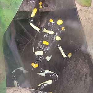 Brazil-Nut Poison Dart Frog(Dendrobates castaneoticus)