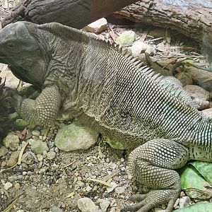 Anegada Island Iguana(Cyclura pinguis)