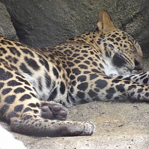 Juvenile African Leopard(Panthera pardus pardus)