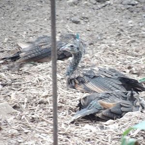 Green Peafowl Chicks(Pavo muticus)