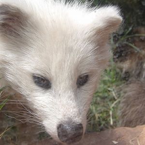 Leucistic Common Raccoon Dog(Nyctereutes procyonoides)