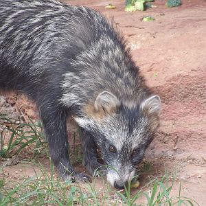 Common Raccoon Dog(Nyctereutes procyonoides)