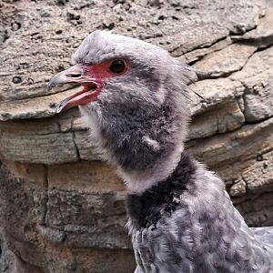 Southern Screamer(Chauna torquata)