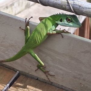 wild Green Crested Lizard(Bronchocela cristatella)