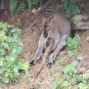 Red-necked Wallaby(Notamacropus rufogriseus)