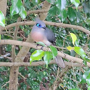Crested Coua(Coua cristata)