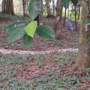 Shoebill(Balaeniceps rex)