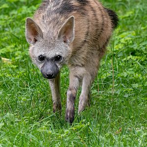 Southern aardwolf (Proteles cristata cristata)