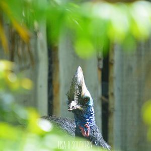 Cassowary