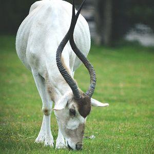 Addax