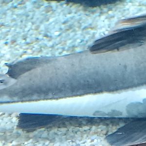 ID? What is the smaller fish in front of the catfish?