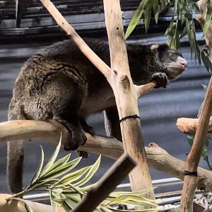 Sulawesi bear cuscus