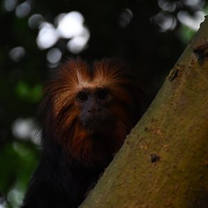 Golden-headed lion tamarin