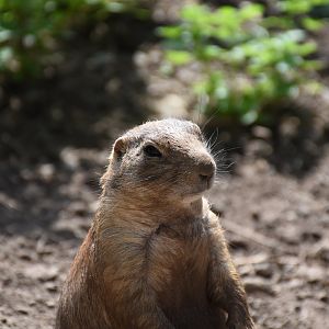 Black-tailed prairie dog