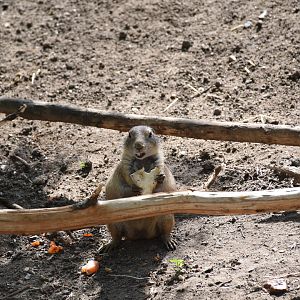 Black-tailed prairie dog
