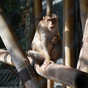 Southern pig-tailed macaque