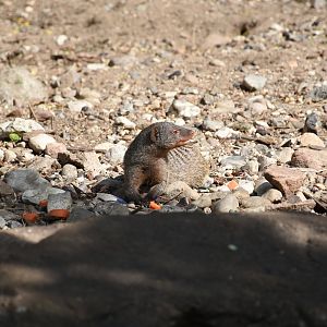 Banded mongoose