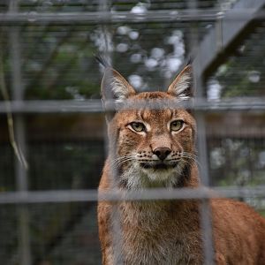 Altai lynx