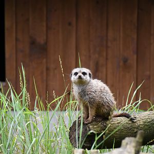 Meerkat