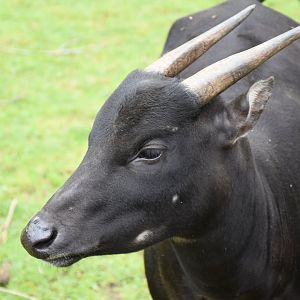Lowland anoa
