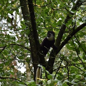 Mantled Guereza