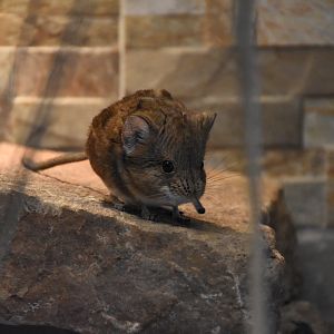 Round-eared elephant shrew