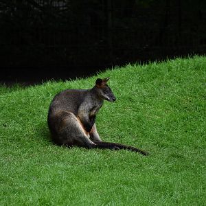 Swamp wallaby