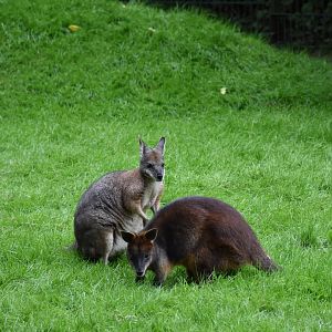 Tammar wallaby & Swamp wallaby