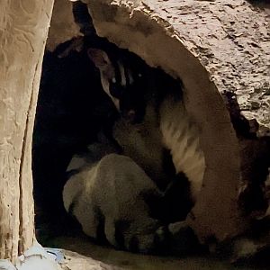Banded palm civets hiding from a monster