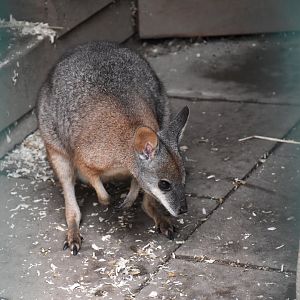 Tammar wallaby