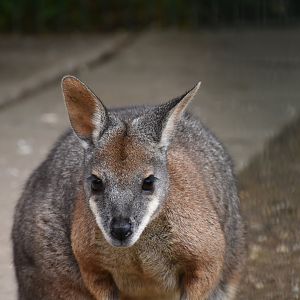 Tammar wallaby