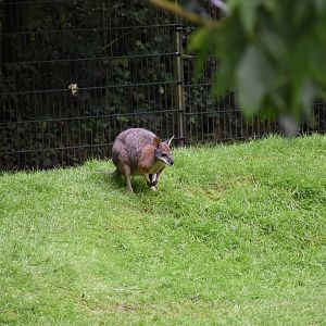 Tammar wallaby