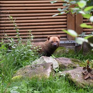 Bush dog